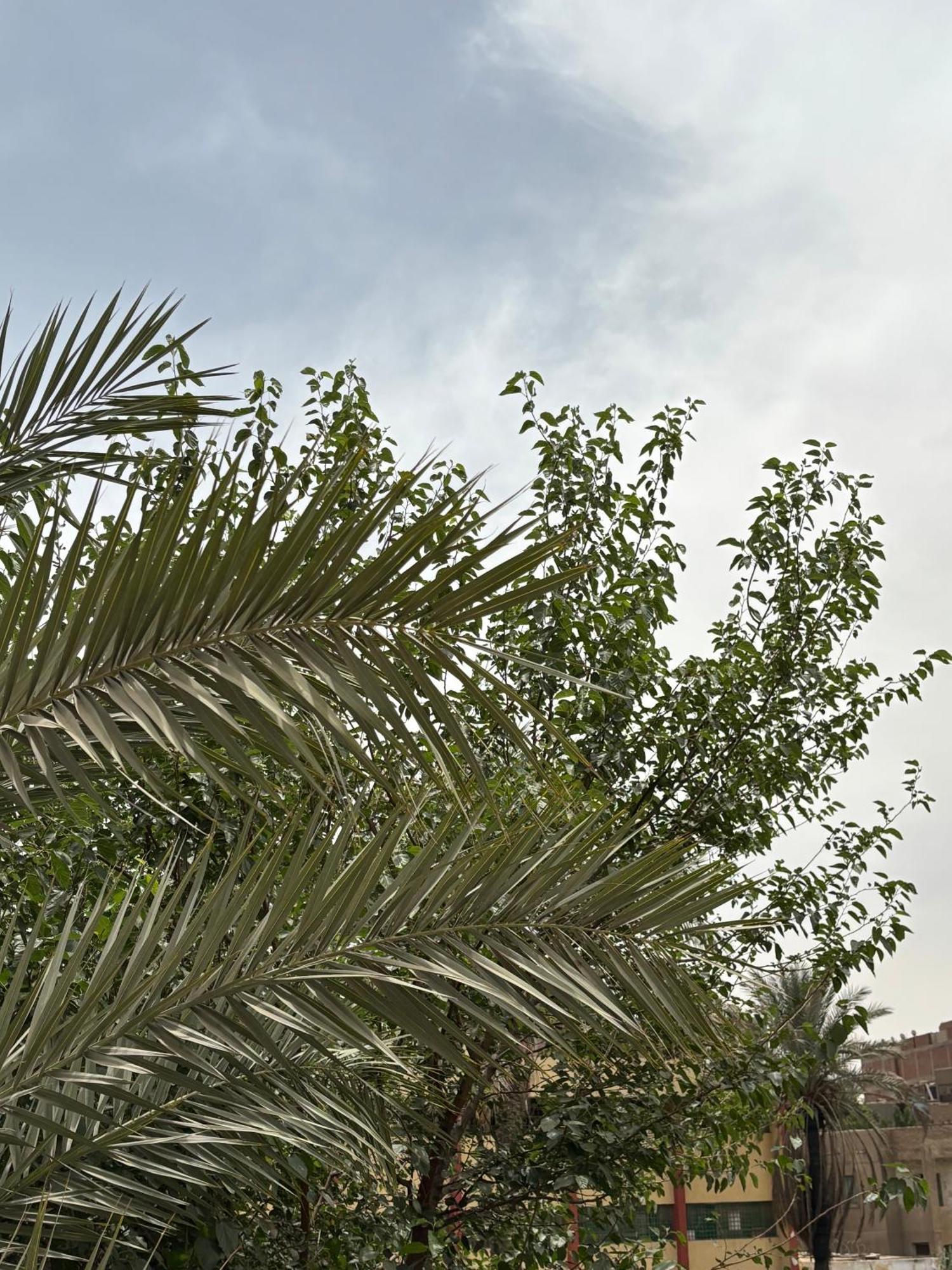 Al Kawm al Akhdar Master Pyramids Hotel מראה חיצוני תמונה